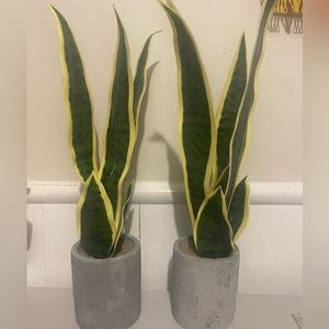 Artificial snake plants